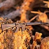 Handmade full metal miniature rifle M16 with moving parts